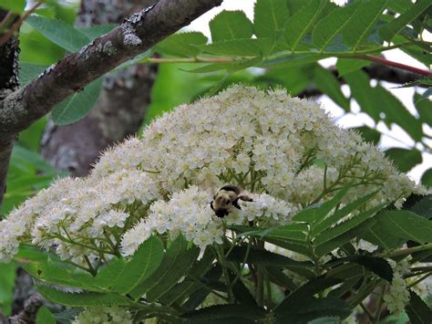 Attract Birds and More With a Mountain Ash Tree - Birds and Blooms