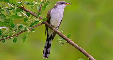 Yellow-billed Cuckoo Sounds, All About Birds, Cornell Lab of Ornithology