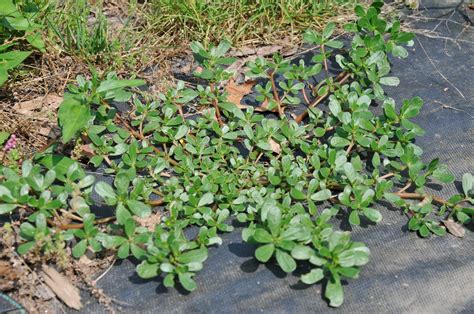 Purslane | University of Maryland Extension