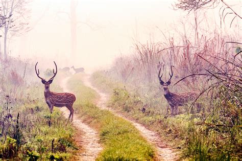 Terai Wildlife Tour - Best Travel Agency in Nepal