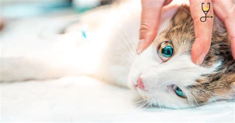 Cat Eye Infections | Full guide - Go Kitties