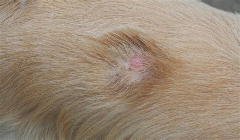 Common Skin Conditions, Diagnoses, and Treatments in Dogs - Fauna Care