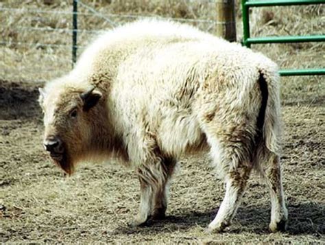 White Buffalo Calf Woman: White Buffalo Calf Woman Interprets and ...