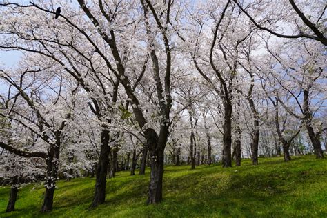 Negishi,Forest,Park,Spring,Sakura