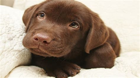 Cute Chocolate Labrador Puppies - YouTube