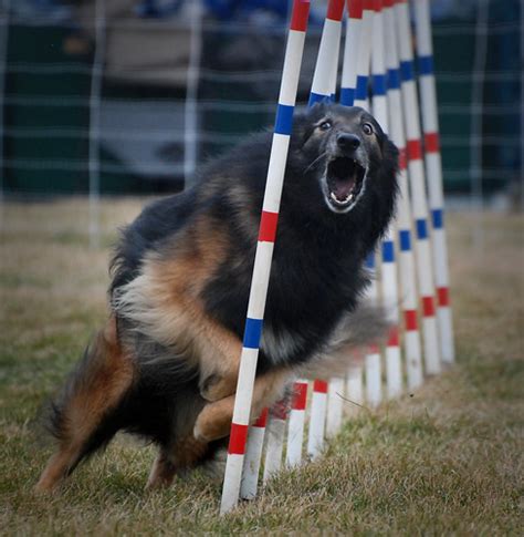 Columbia Basin Dog Training Club Agility Trials | Scott Butner | Flickr