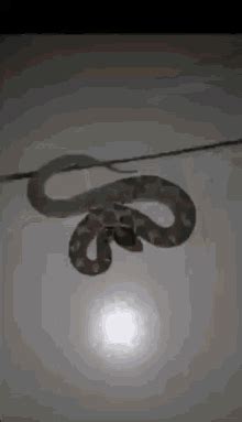 Snakes Eating A Mouse GIFs | Tenor