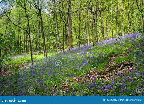 Blooming Bluebells Flower in Spring, United Kingdom Stock Image - Image ...