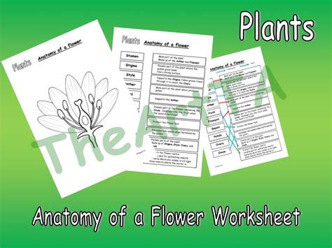 Anatomy of a Flower Worksheet | Teaching Resources