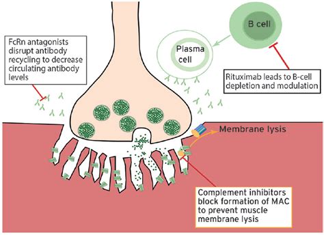 Acetylcholine Receptor Myasthenia Gravis