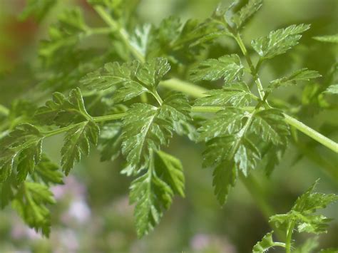 Chervil Herb - Heavenly Seed