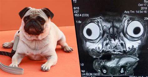 People Are Freaking out Over This Mildly Terrifying MRI Scan of a Pug