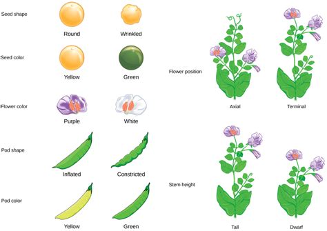 Mendel’s Experiments · Concepts of Biology