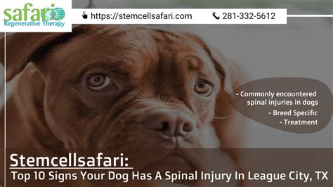 What Causes Spinal Cord Injuries In Dogs