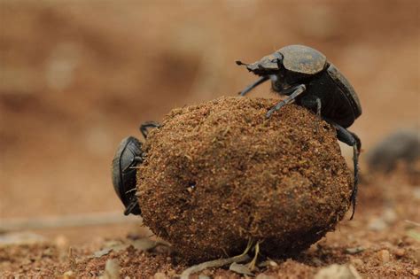 10 Fascinating Facts About Dung Beetles