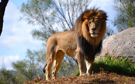 lion, Animals, Nature Wallpapers HD / Desktop and Mobile Backgrounds