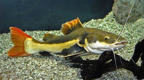 10 Best Aquarium Catfish Species (The Ultimate Catfish Guide)