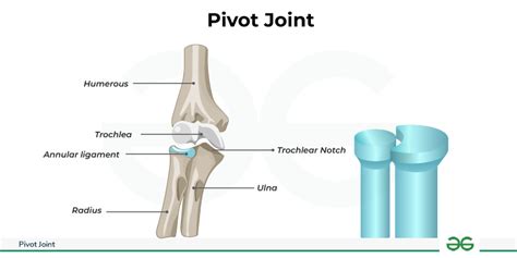 Pivot Joints -Definition, Diagram, & its Examples - GeeksforGeeks