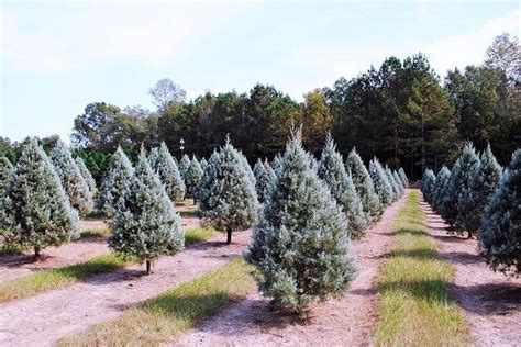 17 Alabama Christmas tree farms worth a visit this holiday season - al.com