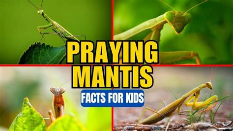 Interesting Facts About Praying Mantis Fast Ship | www.gbu-presnenskij.ru