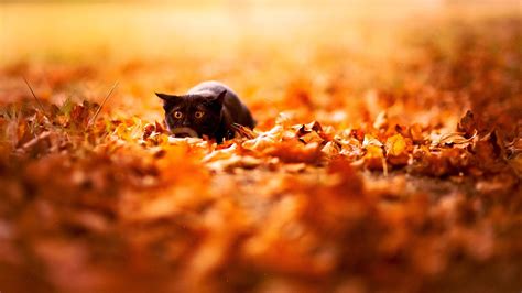 Autumn Animals HD Wallpapers - Wallpaper Cave