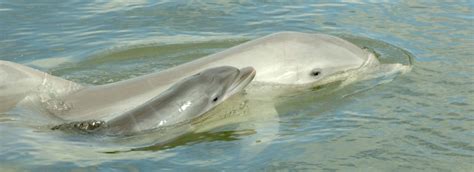 Dolphin Reproductive Anatomy