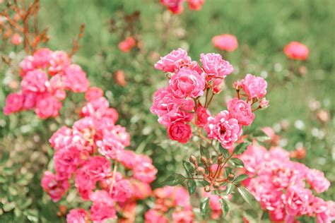 English Roses in the House & Garden: David Austin's The English Roses