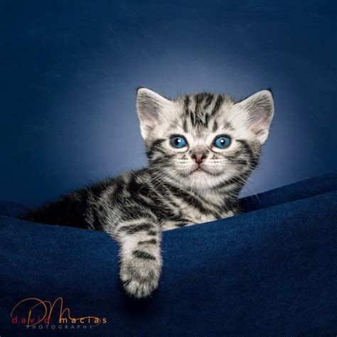 American Shorthair Kittens | American Shorthair Breeders