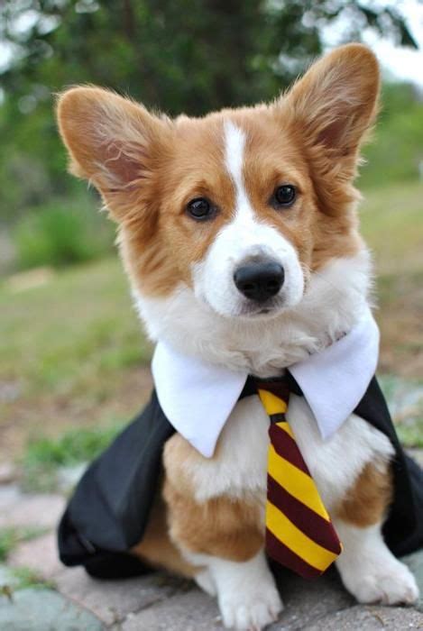 65 best Corgis in Costumes! images on Pinterest | Corgi, Corgis and ...