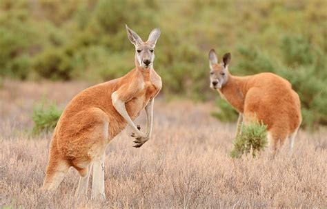 Basic Facts About Kangaroos - Animals Kids