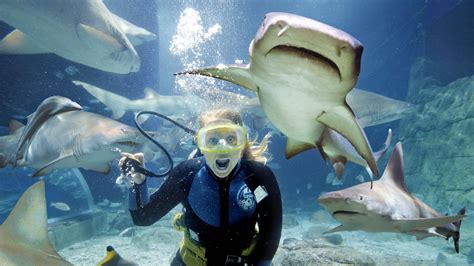 11 Places Where You Can Swim with Sharks | Expedia Viewfinder