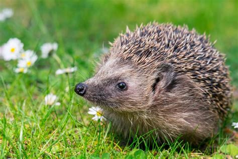 21 Wild Animals in Spain - christineabroad.com