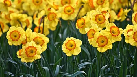 Yellow Daffodils Flowers Spring Wallpapers - Wallpaper Cave