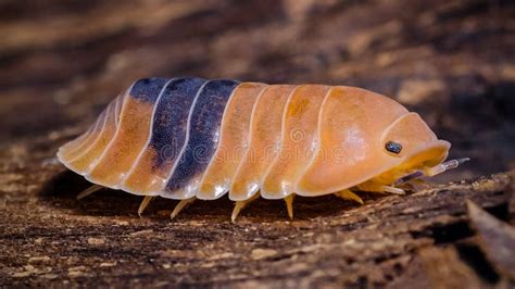 Isopod - Cubaris Amber Ducky, on the Bark in the Deep Forest Stock ...