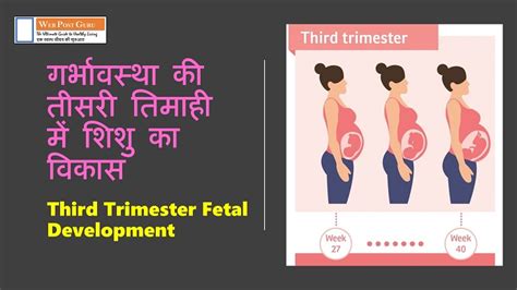 Third Trimester Fetal Development