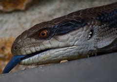 Blue-Tongued Skink Facts: Lesson for Kids | Study.com