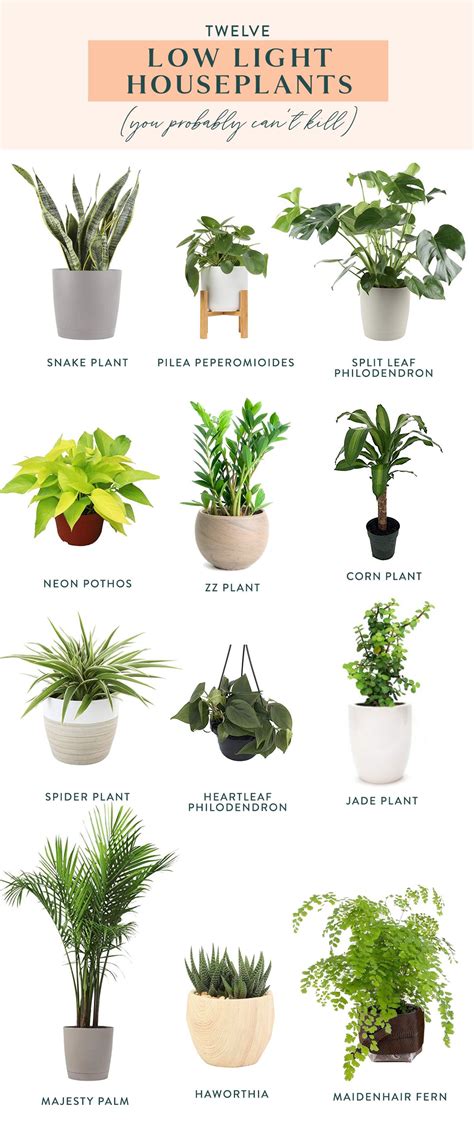 Twelve Low Light Indoor Plants You Probably Can't Kill | Low light ...