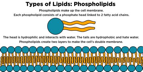 Phospholipid — Structure & Function - Expii