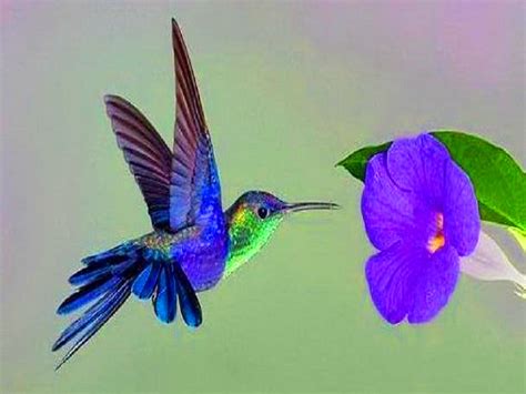 🔥 [140+] Free Hummingbird Desktop Wallpapers | WallpaperSafari