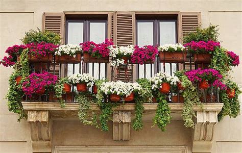 Hanging balcony plants and blooming flowers for a spectacular exterior