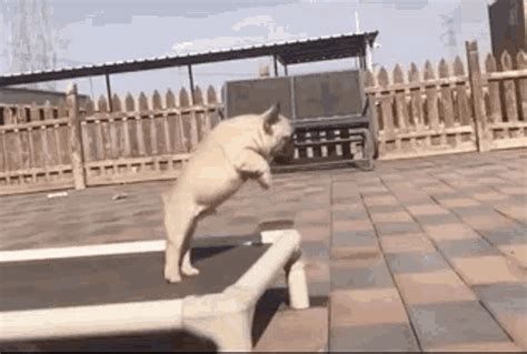 Dog Fail GIFs | Tenor