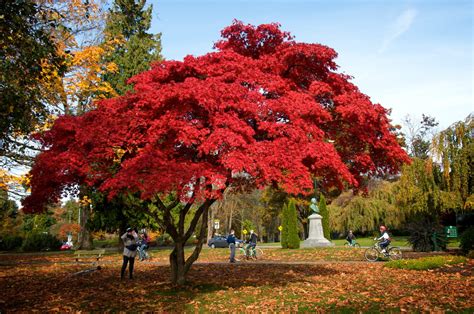 Bright Red Leaves On Tree Fall Colors - Duncan.co