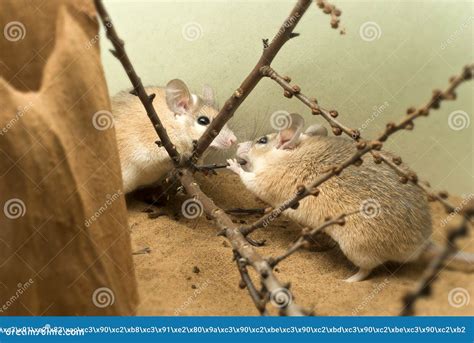 Two african spiny mice stock image. Image of acomys - 105252201