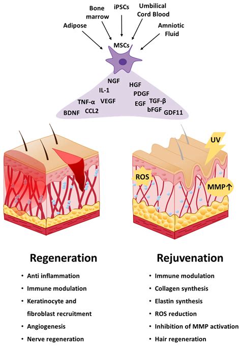 IJMS | Free Full-Text | Applications of Mesenchymal Stem Cells in Skin ...