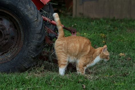 Cat Spraying: No More Accidents Happening Again - Secret Note