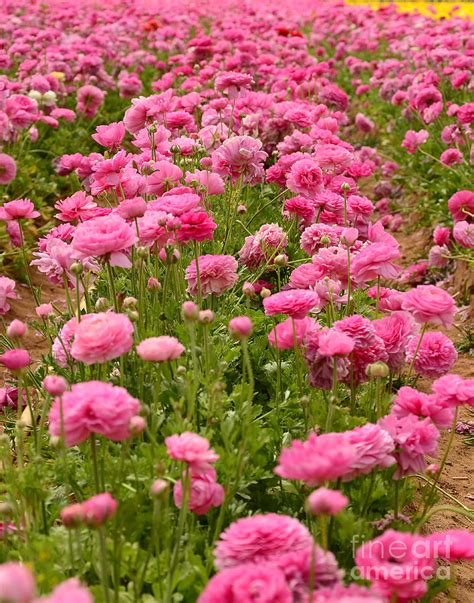 Field Of Pink Flowers Photograph by Timothy OLeary