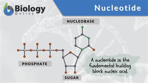 What Is The Genetic Makeup Of A Nucleotide | Saubhaya Makeup