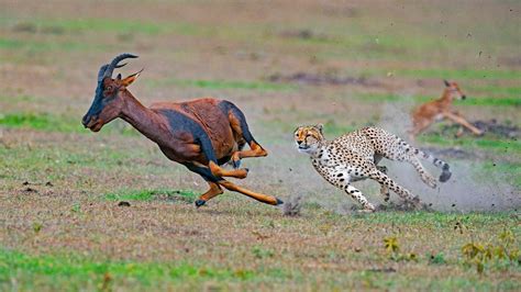 Download Antelope Gazelle Animal Cheetah HD Wallpaper by Dhritiman ...