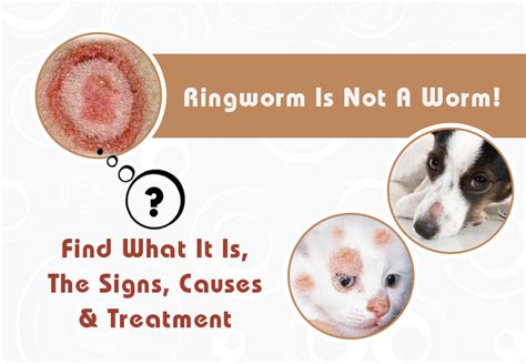 Can Dogs Give You Ringworm