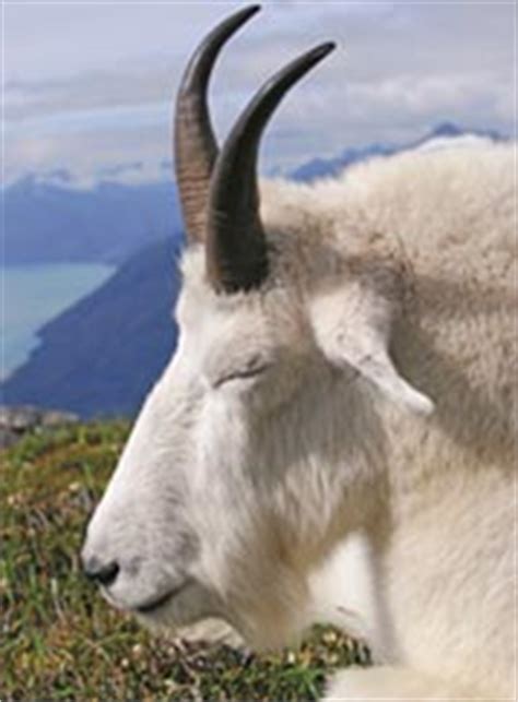 Mountain Goat Identification, Alaska Department of Fish and Game